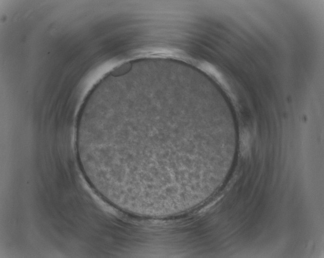 X0000084051424200703161845