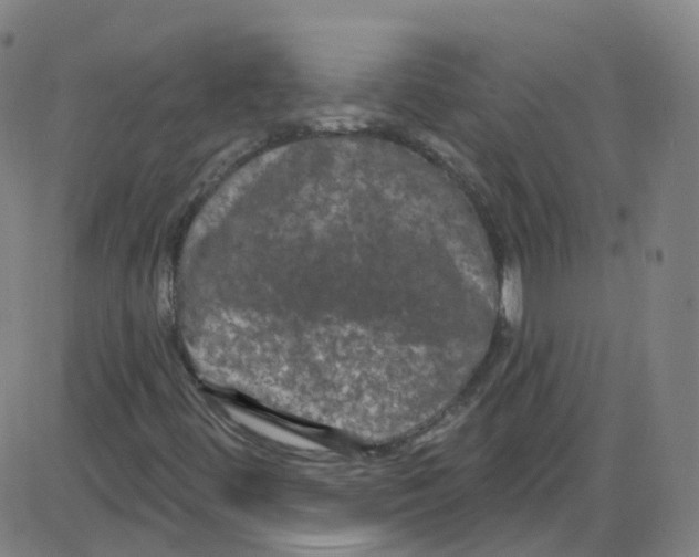 X0000084051444200703161845