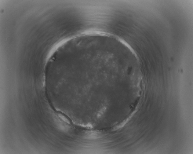 X0000084051461200703161844