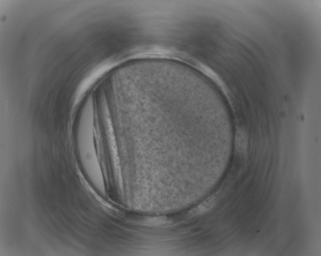 X0000084051464200703161844