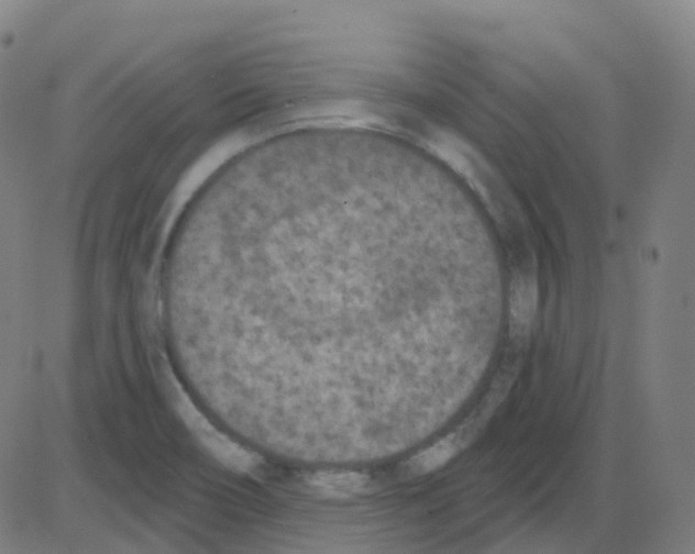 X0000084051466200703161844