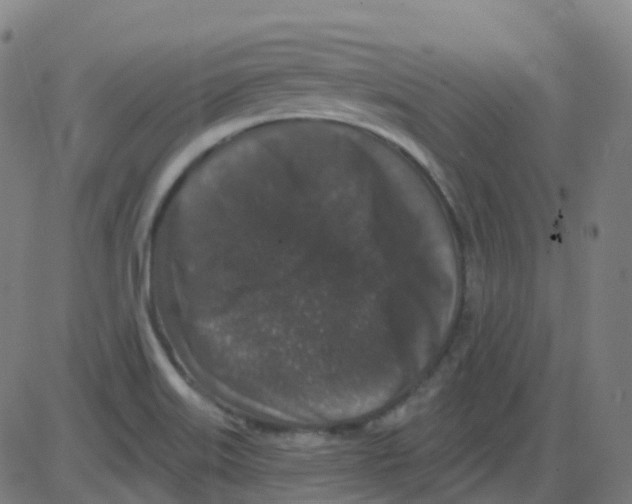 X0000084051515200703161844