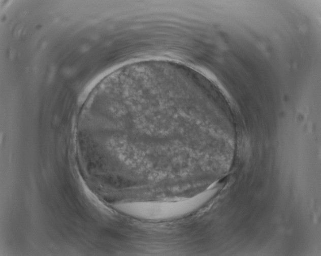 X0000084051524200703161844