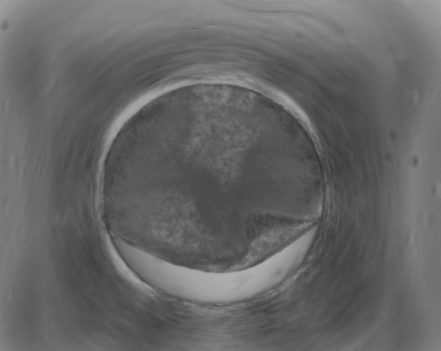 X0000084051528200703161844