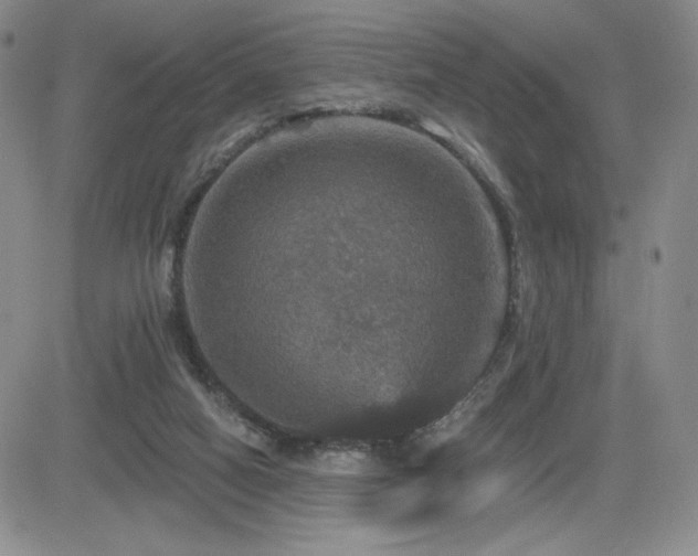 X0000084520066200702231145