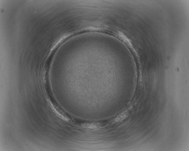 X0000084520106200702231145