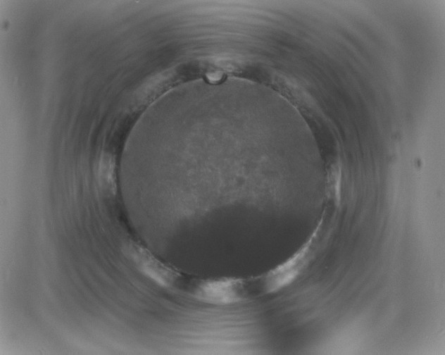 X0000084520178200702231144