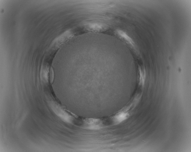 X0000084520334200702231141