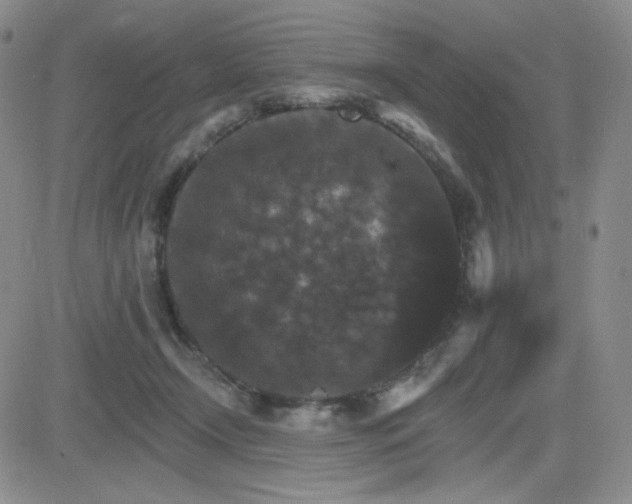 X0000084520366200702231141