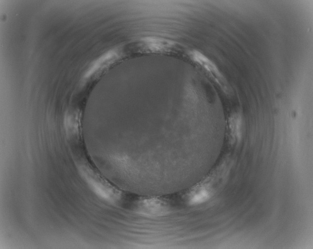 X0000084520423200702231139