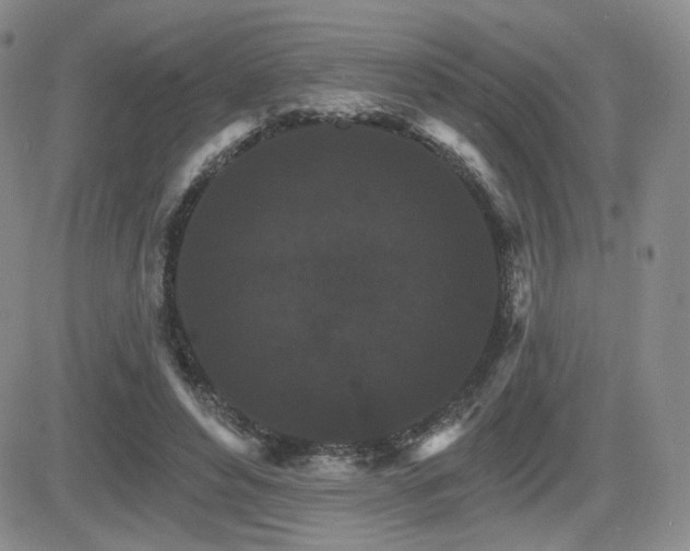 X0000084520496200702231138