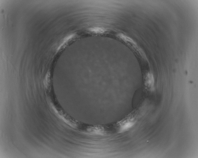 X0000084520559200702231137