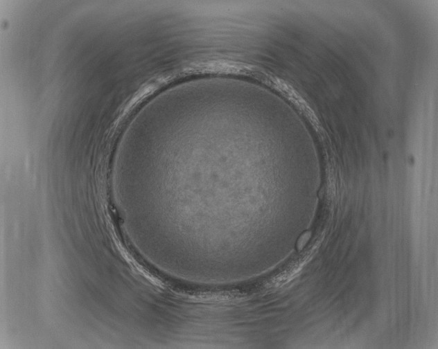 X0000084520625200702231135