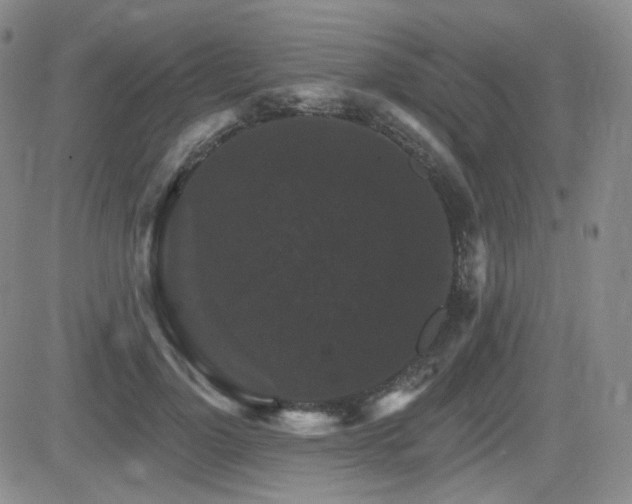 X0000084520748200702231134