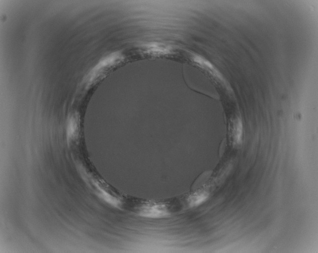 X0000084520760200702231134