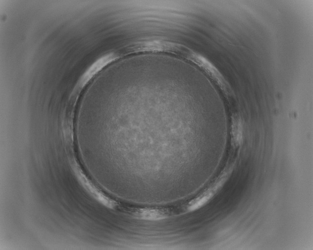 X0000084520794200702231133