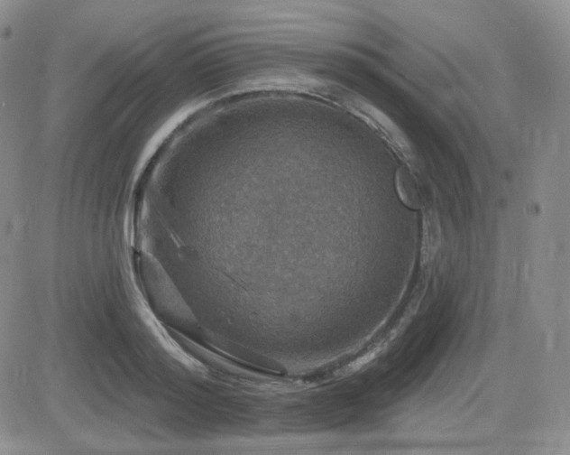 X0000084520796200702231133