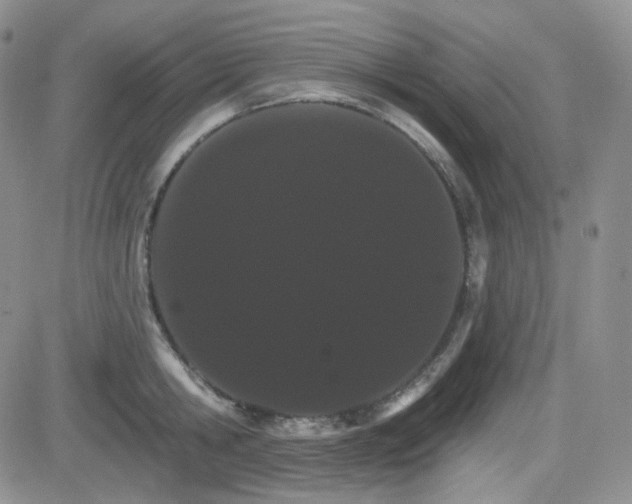 X0000084520806200702231133