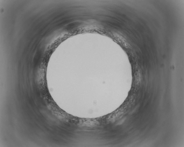 X0000084520824200702231132