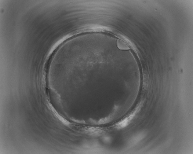 X0000084520835200702231132