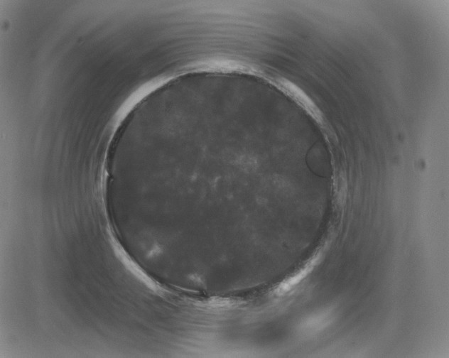 X0000084520839200702231132