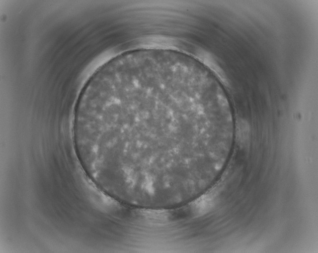 X0000084520856200702231133