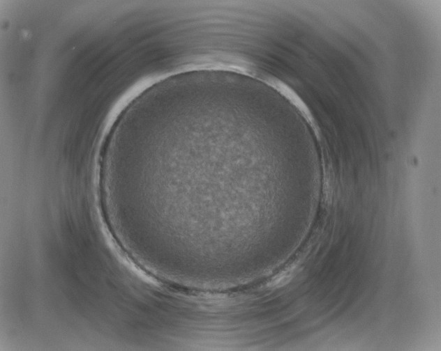 X0000084521096200702231128