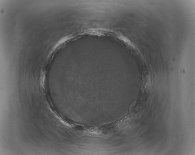 X0000084521206200702231126