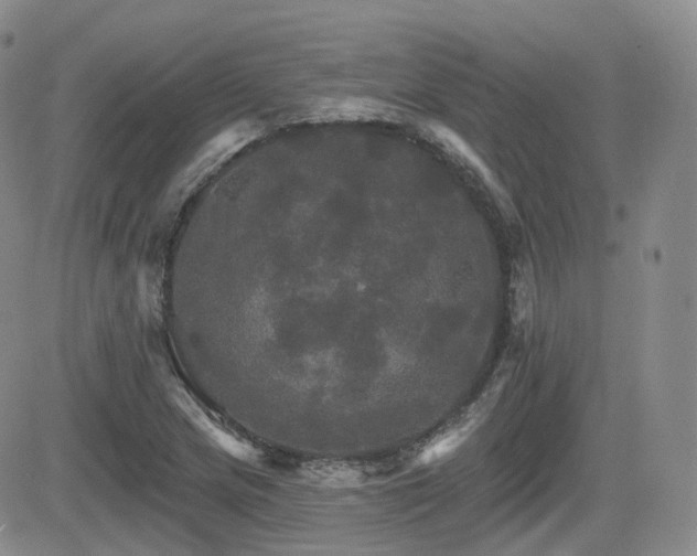 X0000084521217200702231126