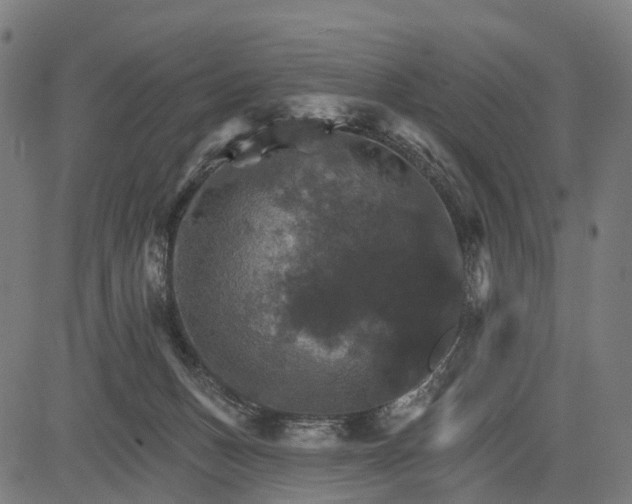 X0000084520175200703091611