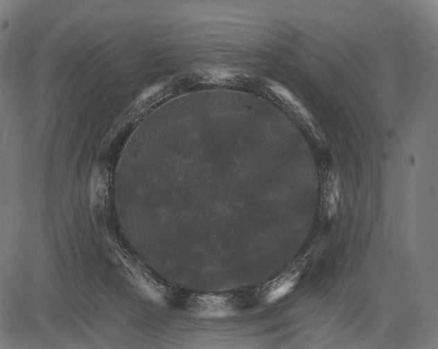 X0000084520265200703091610