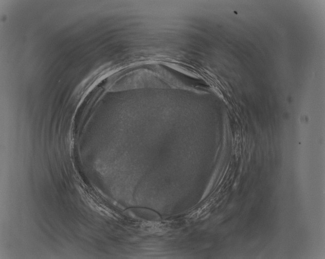 X0000084520290200703091609