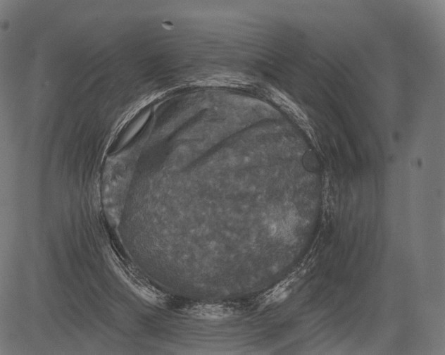 X0000084520298200703091609