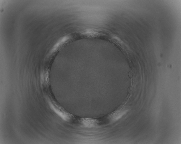 X0000084520336200703091609