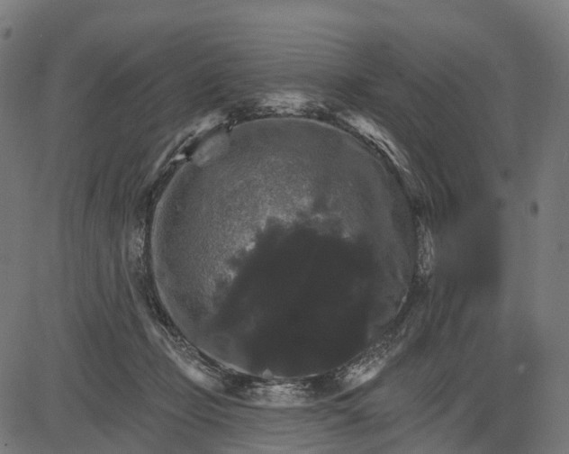 X0000084520365200703091608