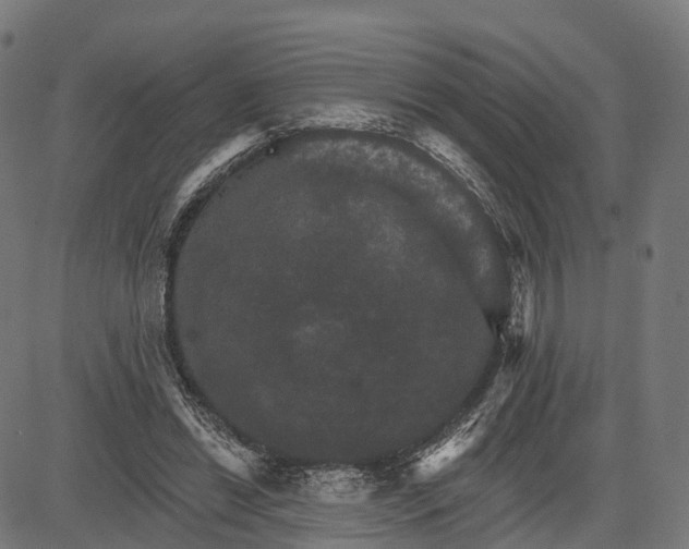 X0000084520446200703091606