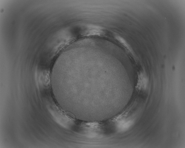 X0000084520478200703091607