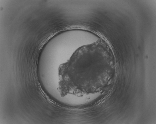 X0000084520529200703091604