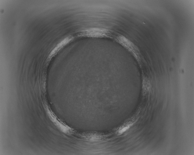 X0000084520533200703091605