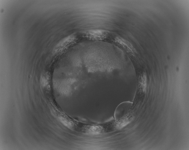 X0000084520663200703091603