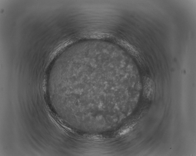 X0000084520683200703091603