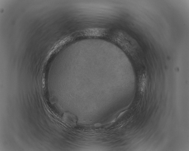 X0000084520731200703091601