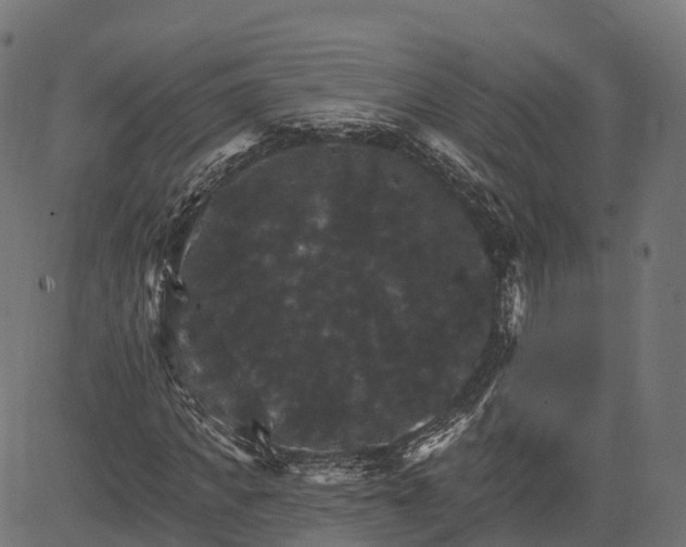 X0000084520917200703091558