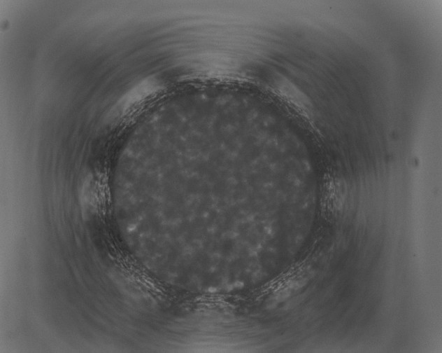 X0000084520918200703091558