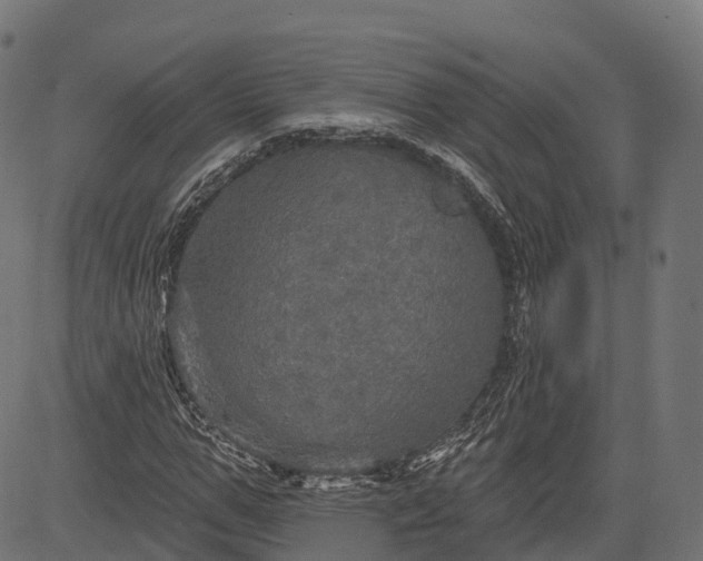 X0000084520967200703091558