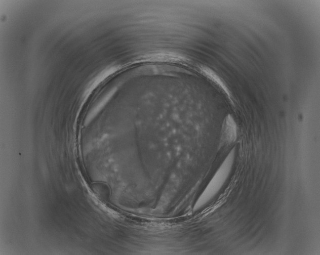 X0000084521087200703091556