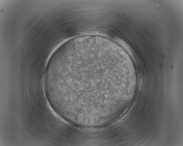 X0000084521100200703091555