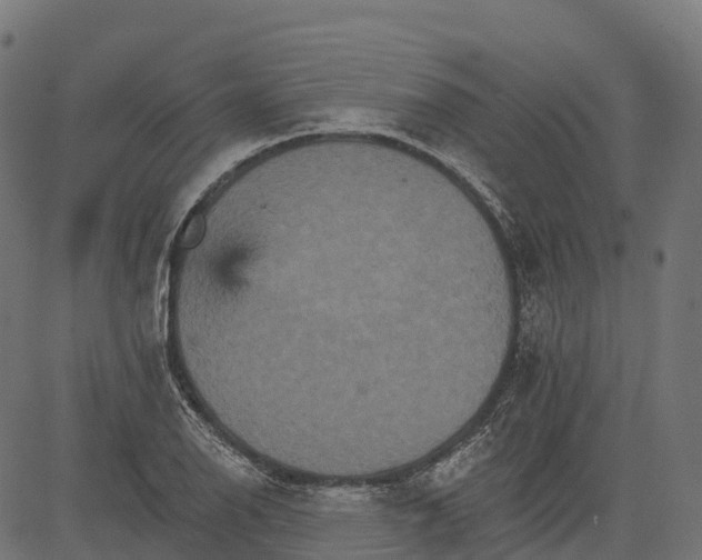 X0000084521126200703091555