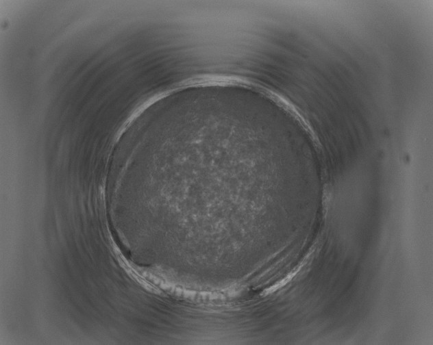 X0000084521417200703091550