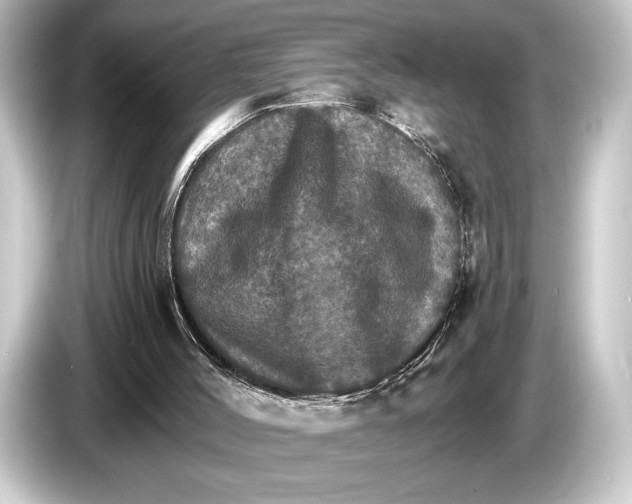 X0000084520004200703161557